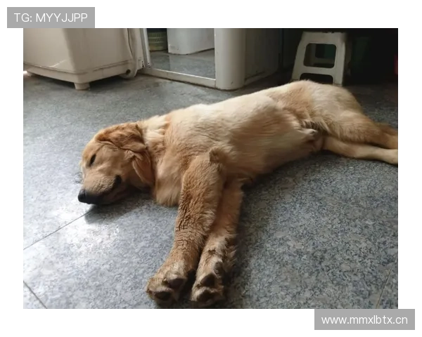 内马尔家的狗都比我家空调贵